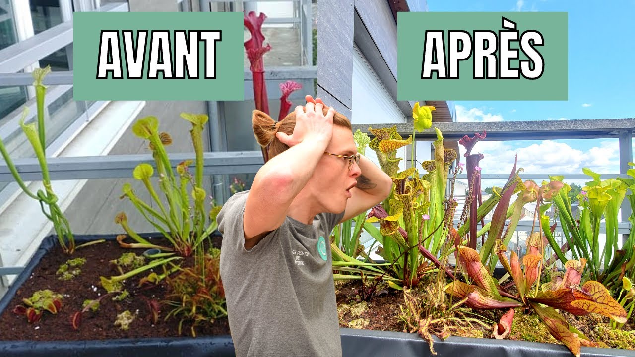1 AN APRÈS : Voici ce qu'est devenue ce bac de PLANTES CARNIVORES (je m'attendais pas à ça)