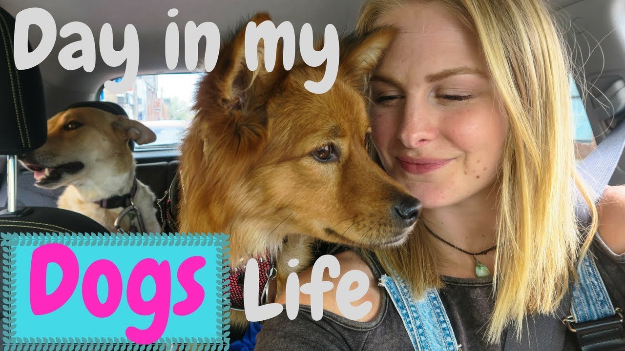 A Day in My Life as a DOG SITTER