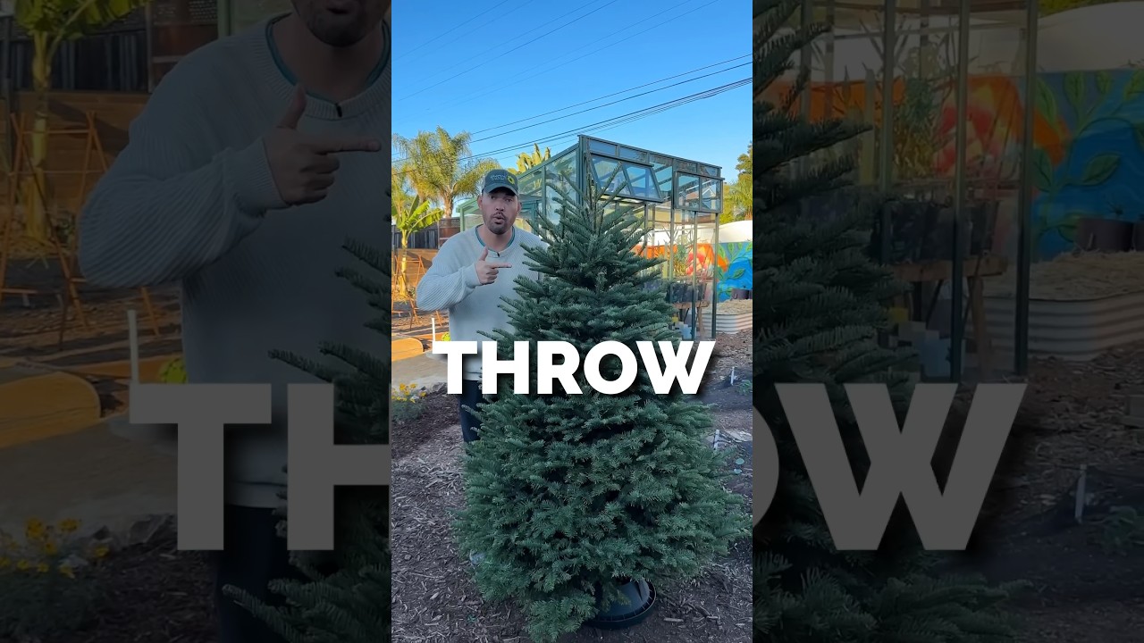 I turned my Christmas tree into gardener&rsquo;s gold&hellip;