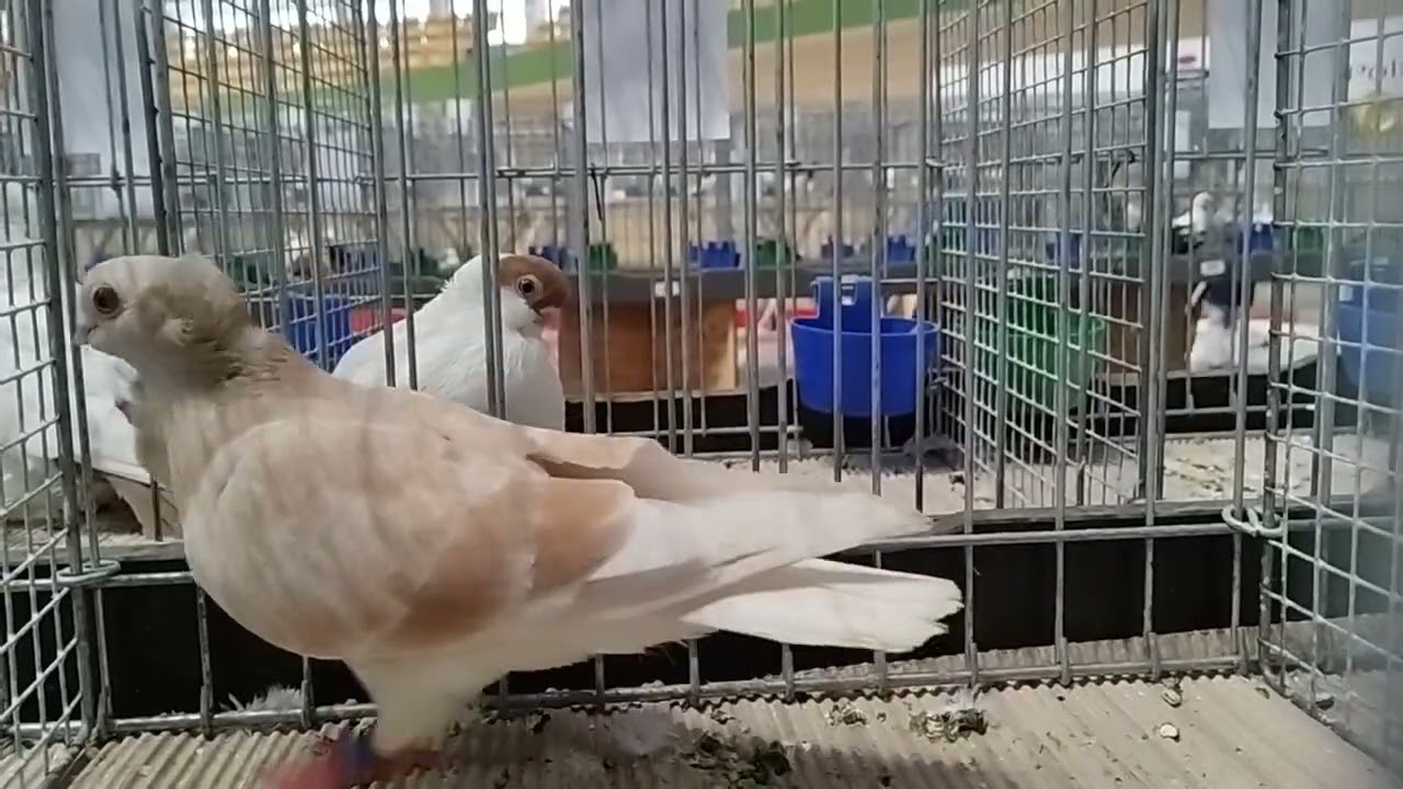 Warszawska wystawa gołębi w Pruszkowie 👍😉