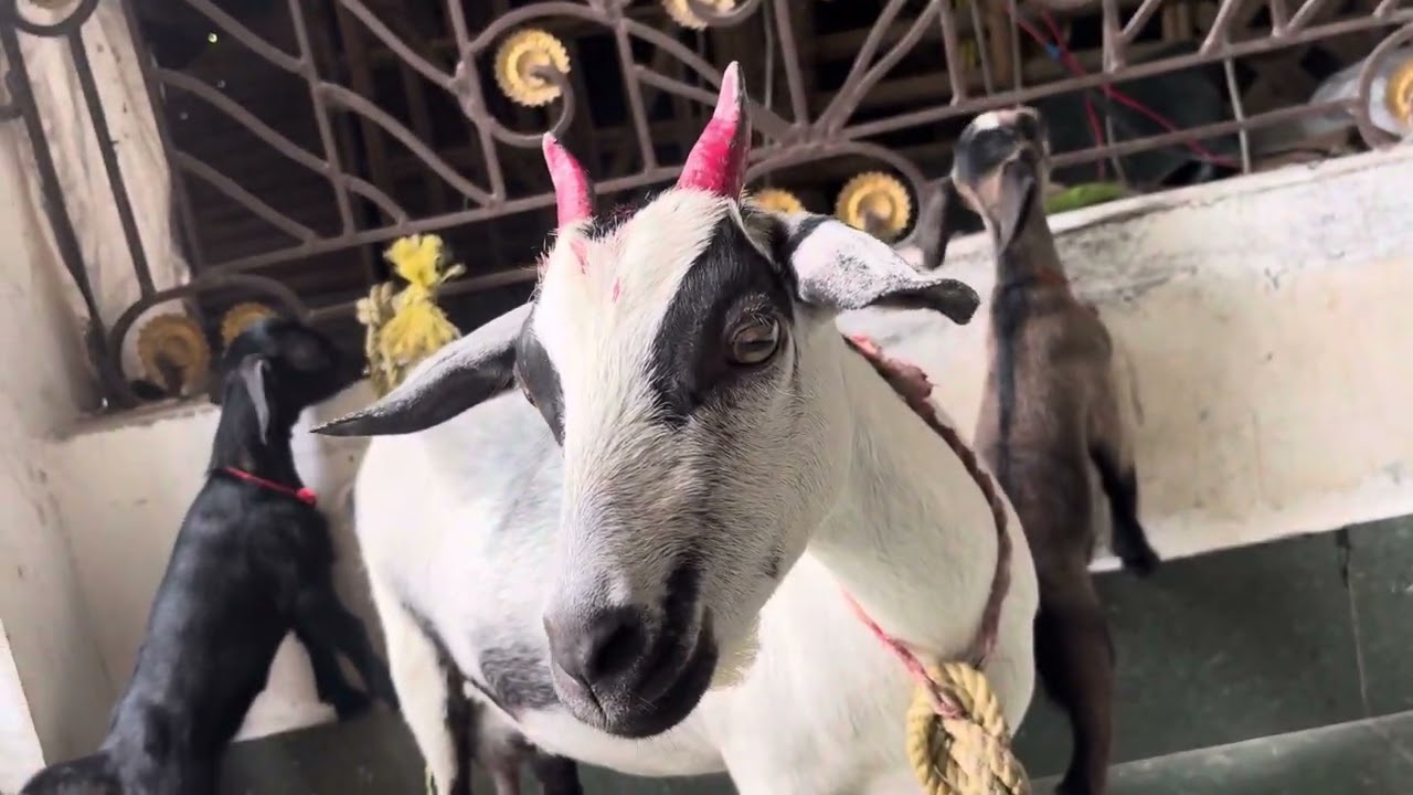 Baby Goat Sound | Baby Goat Calls mom sound 💕💕