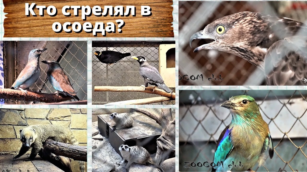 Какой осел стрелял в осоеда? Доктор Волков, раненые птицы и как настроить организм.