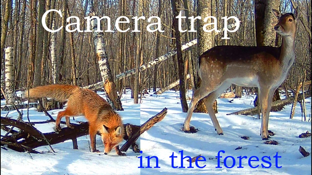 Лесная жизнь в объективе фотоловушки || Forest life through the lens of a camera trap