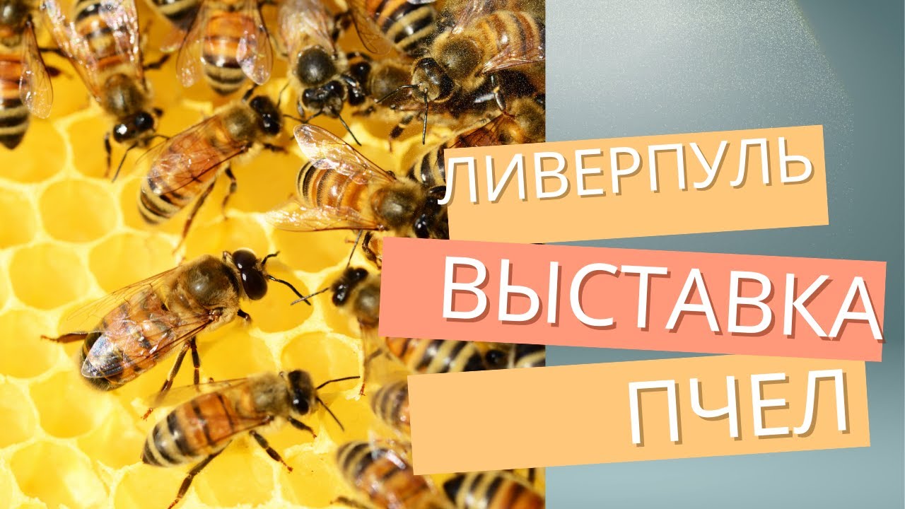 Ливерпуль. Посетили выставку пчел.
