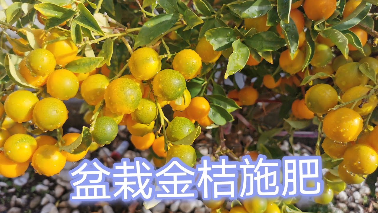 盆栽金桔施肥02/11/2022