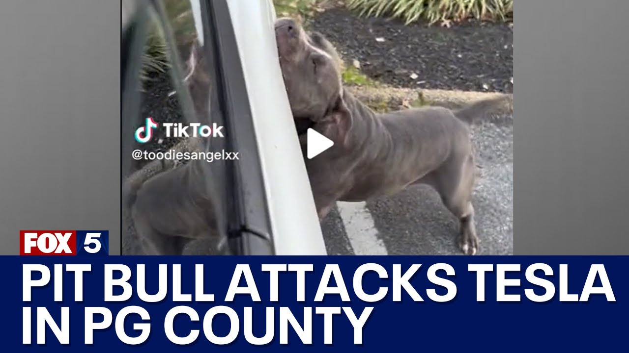 Pit bull attacks Tesla in Prince George's County | FOX 5 DC