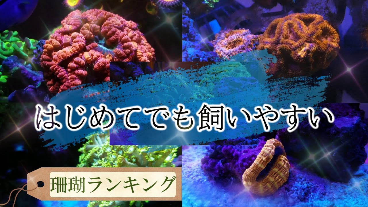 【海水アクアリウム】はじめての方でも飼いやすいサンゴを紹介