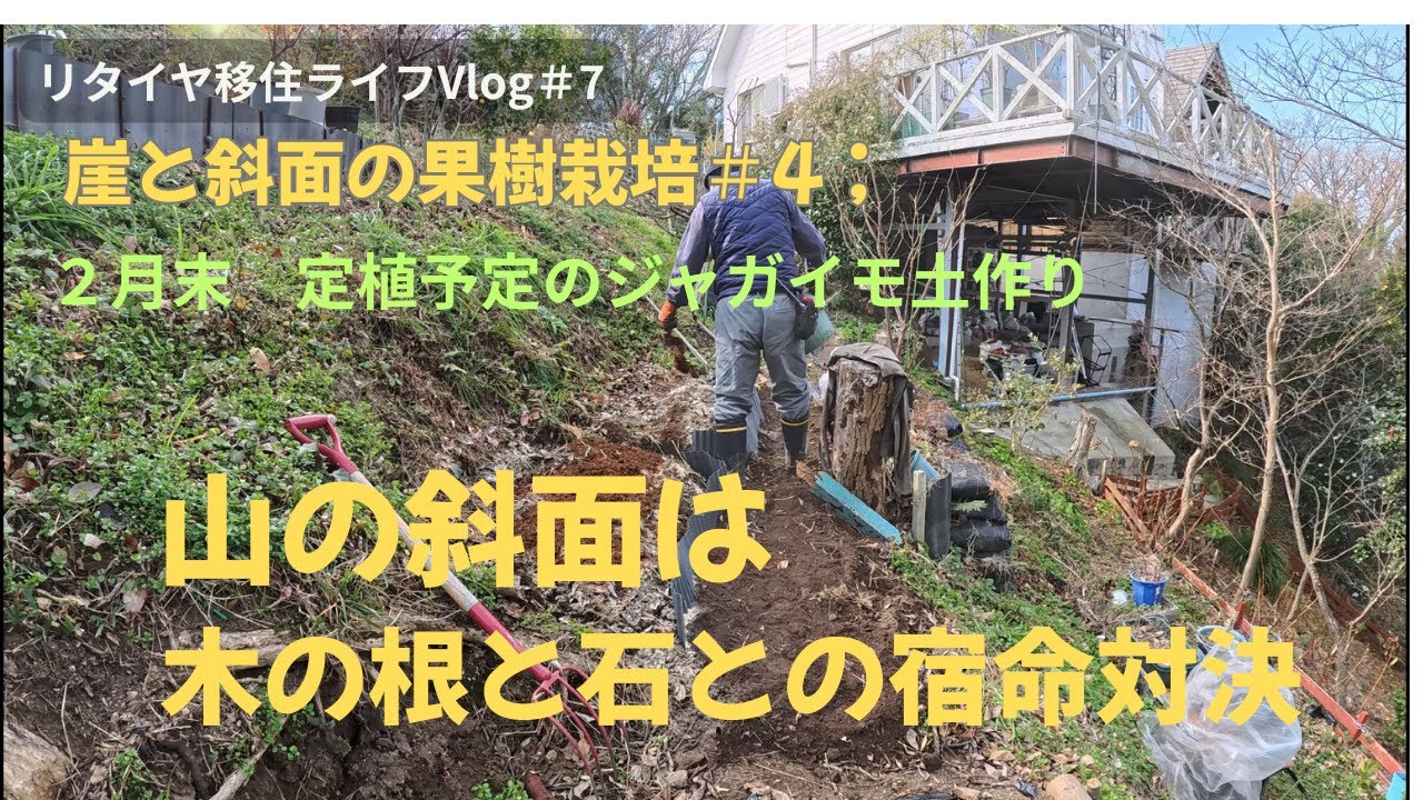 リタイヤ移住ライフ＃：８　崖と斜面の果樹栽培＃４　ジャガイモ用の畑と土作り。　今回は、前回の丹波栗地植えの横の部分に男爵とメークイン用に二畝分の土作りをしましたが、木の根と石とは宿命の対決でした。