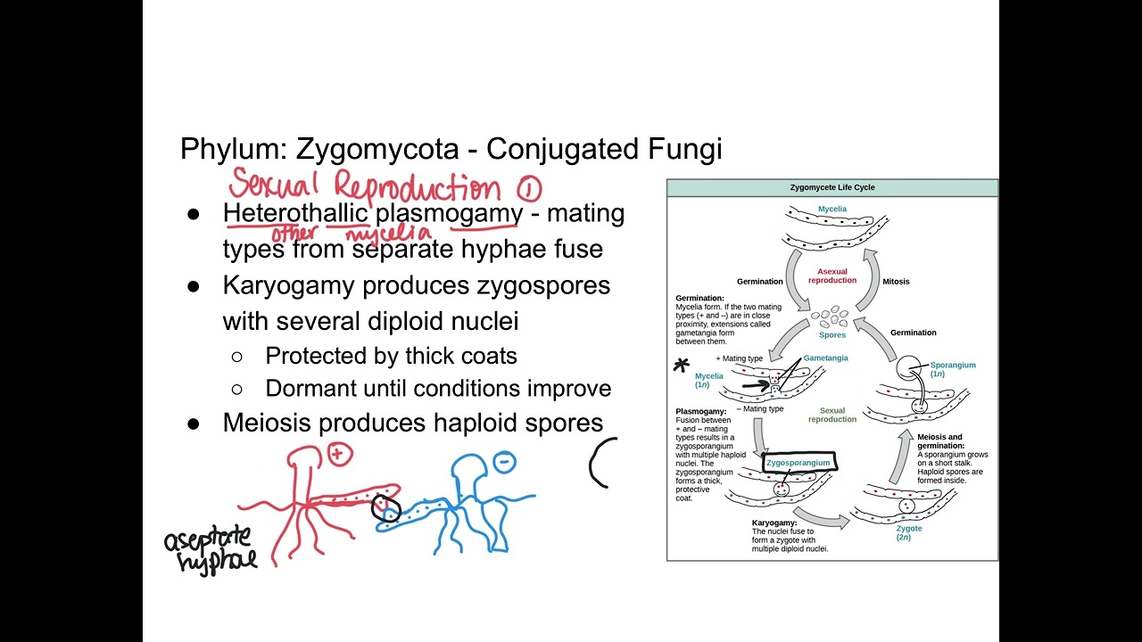 Fungi - Zygomycota