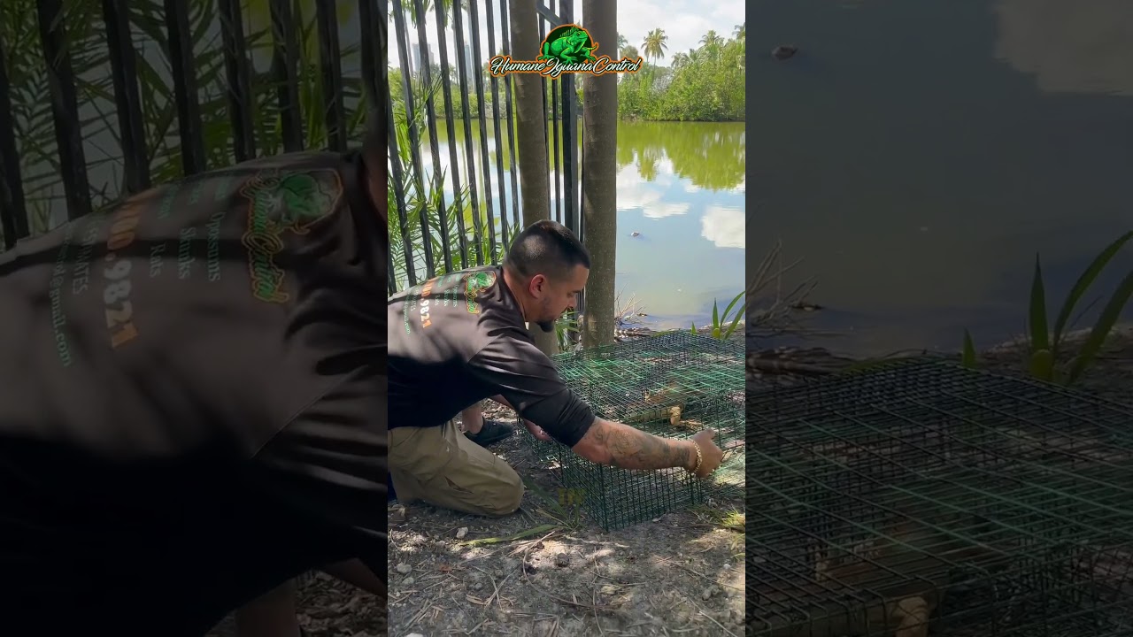 🦎 Custom Trap For Invasive Iguanas🙌 #trapping #Iguanas #invasivespecies #Miami #Innovation
