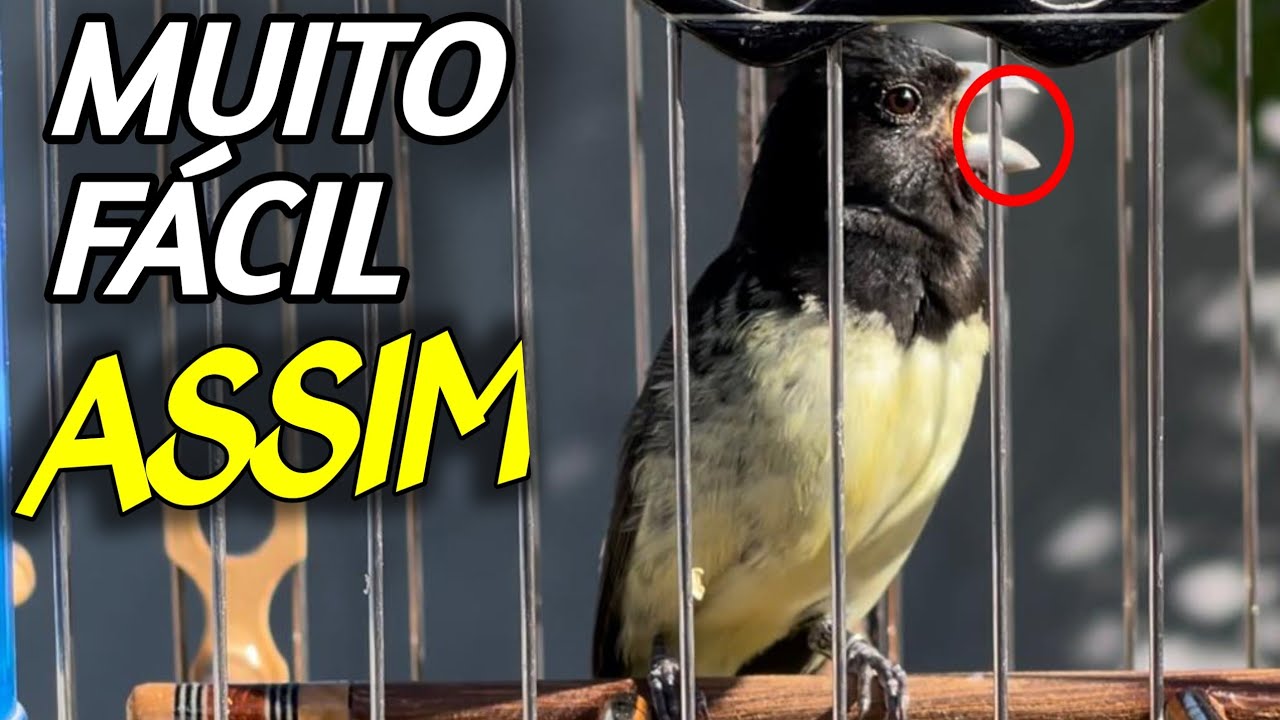 Única Forma pra Fazer papa capim e coleiro Frio cantar Mais 