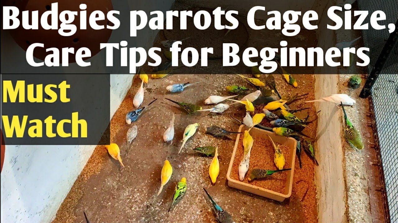 Budgies parrots ka Cage kaisa ho aur parrots ki Care kaise karni hai