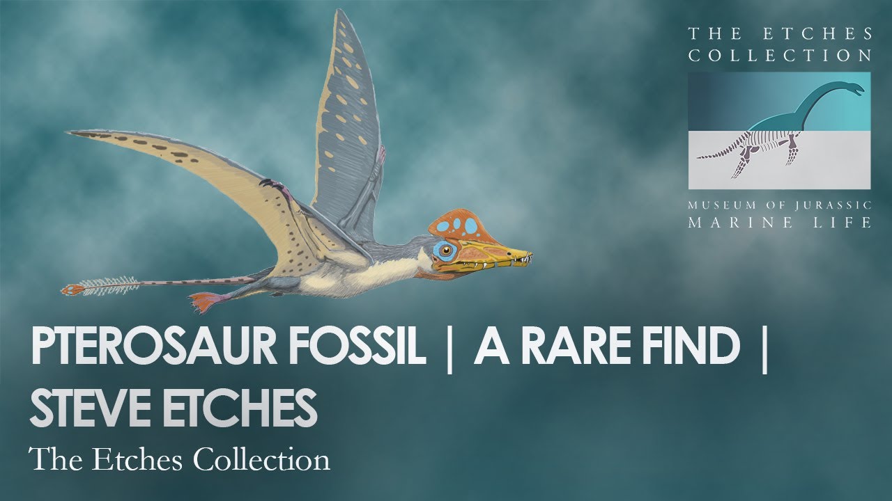 PTEROSAUR FOSSIL | A RARE FIND | STEVE ETCHES