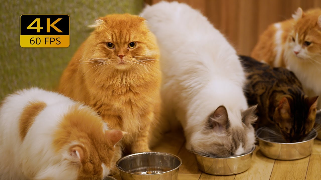 Лучшее кафе для кошек в Японии! Проведение дня с кошками в кафе кота