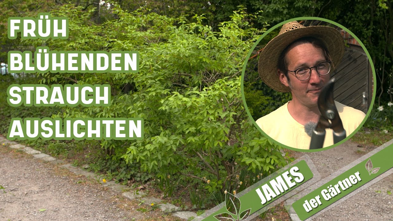 Rückschnitt von Sträuchern – so schneidet man früh blühende Sträucher | James der Gärtner