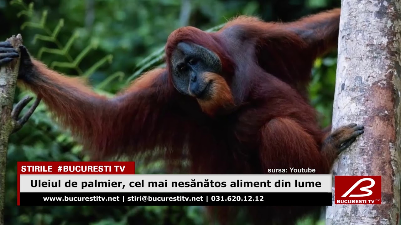 Uleiul de palmier, cel mai nesanatos aliment din lume