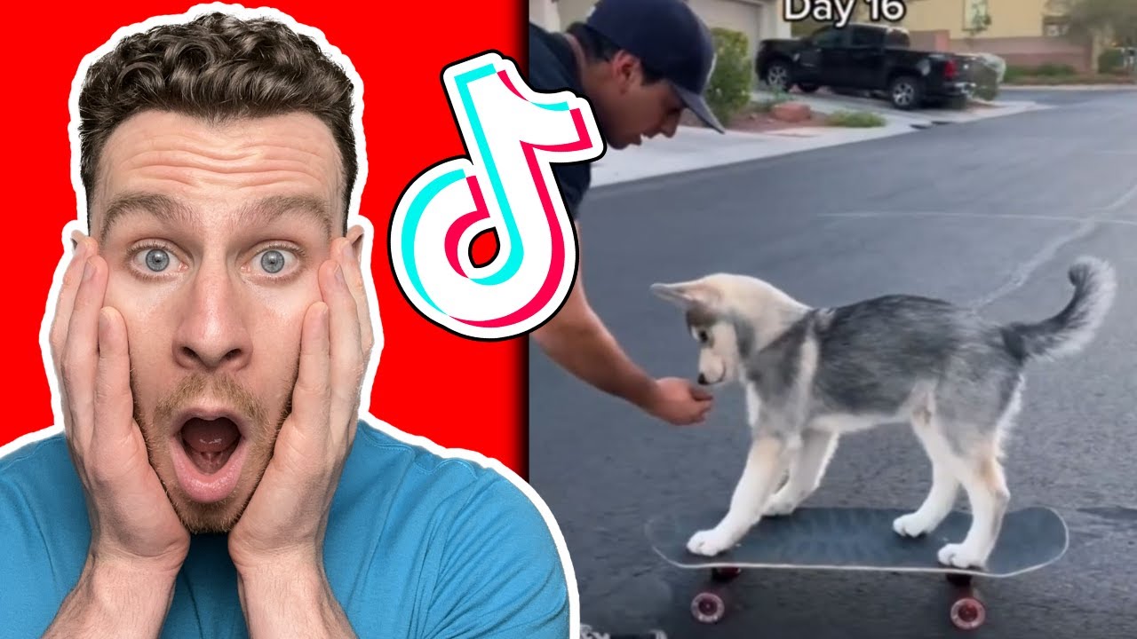 Реакция кинолога на хаски в TikTok