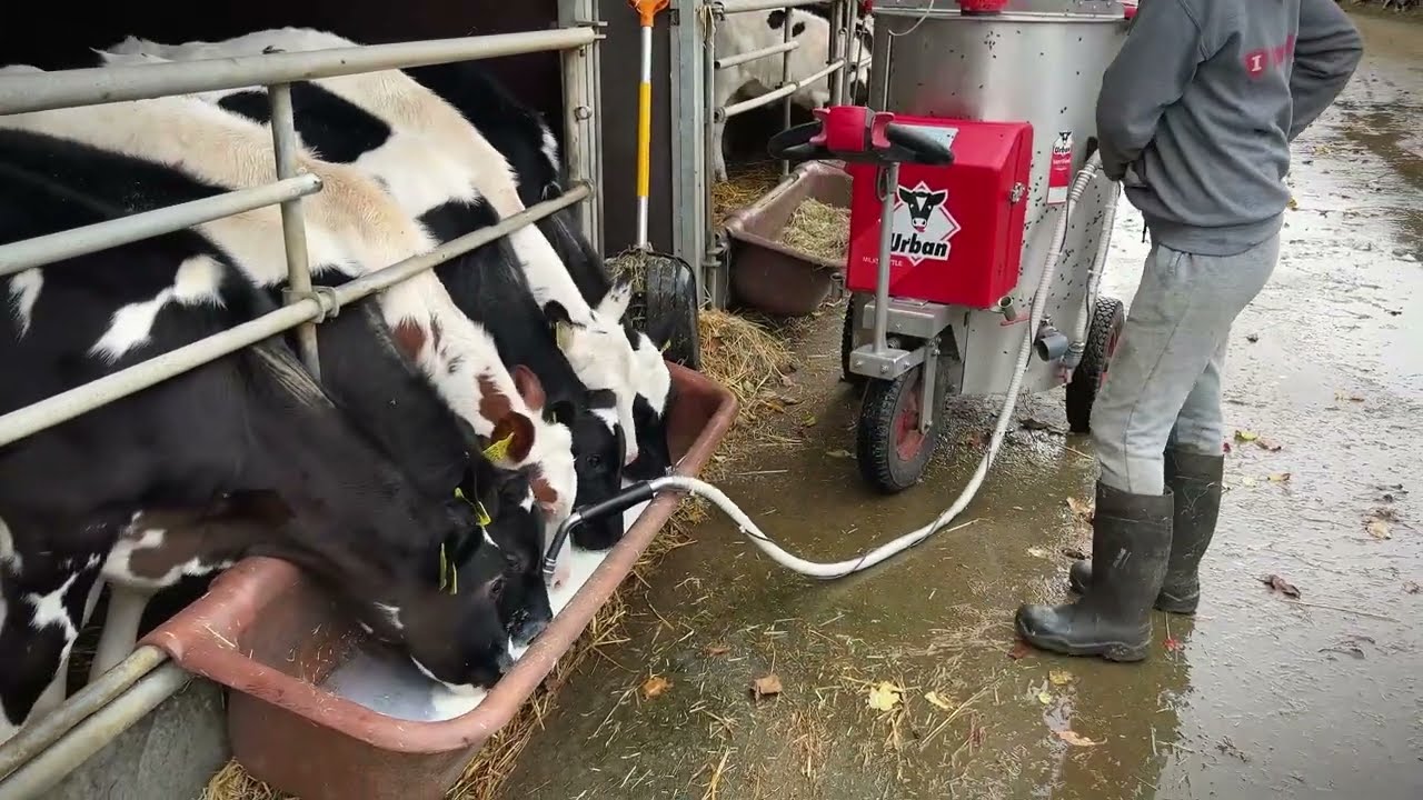 Incredible Modern Farm #withme Feeding Calves Automatic Milking Milk Animal Rescue Smart Farming
