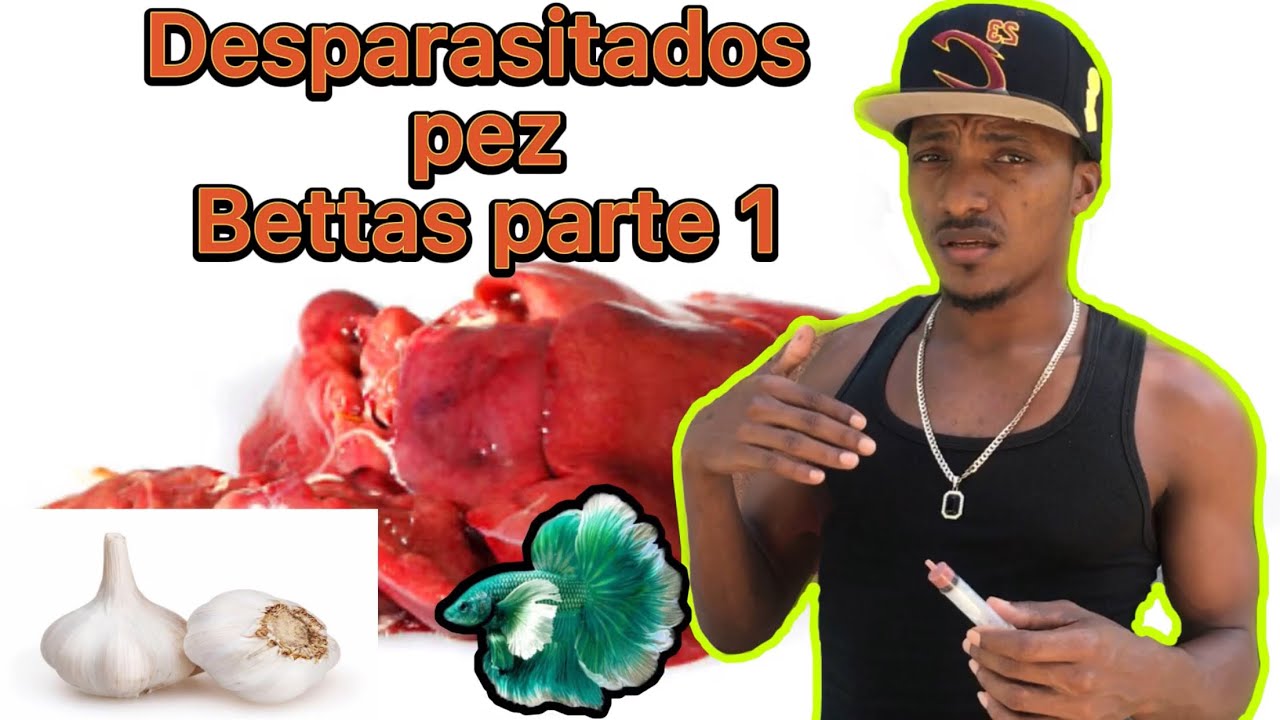 Como desparasitar tu pez bettas