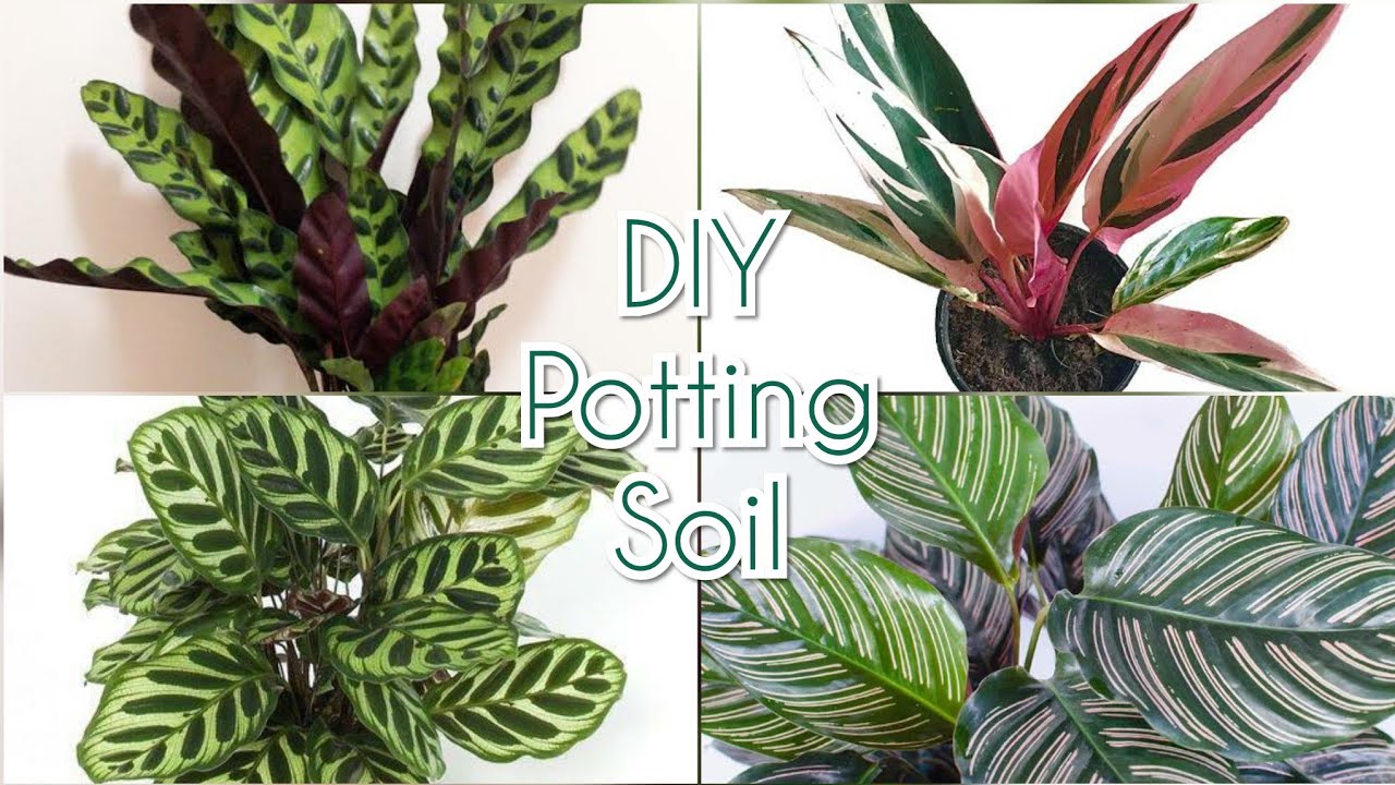 628. Calathea Potting Soil and Care (Hindi/हिंदी) With Updates