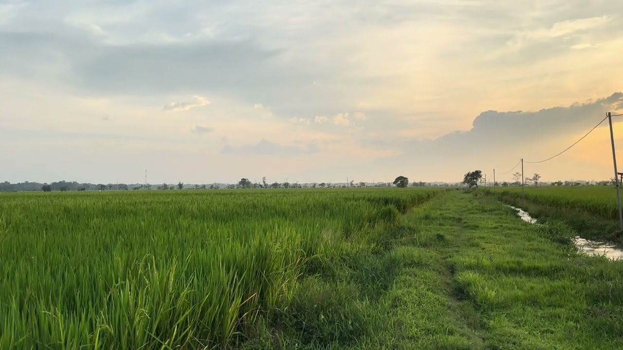 Sumber makanan pokok di indonesia