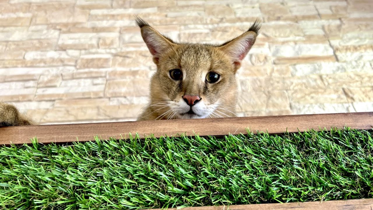 Знакомство с Боссом, кто он?😼 Грандиозное переселение котиков! 😺