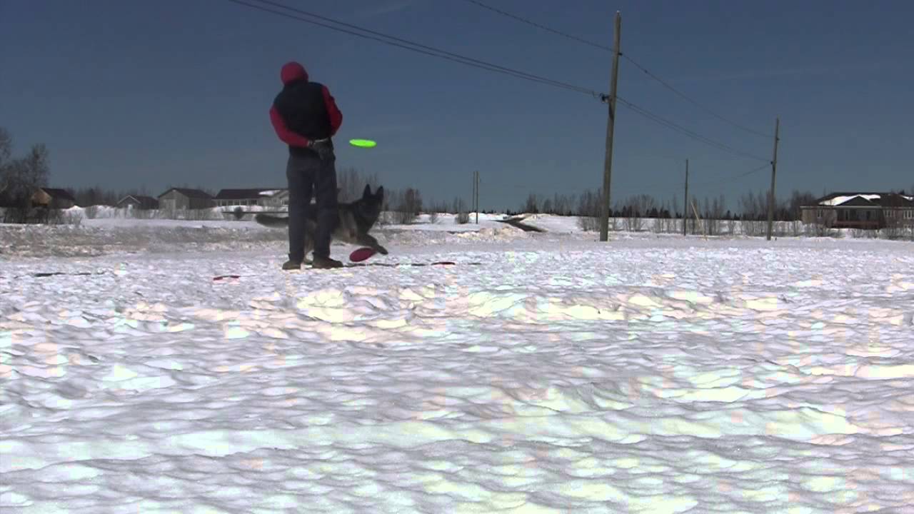 14 Mar 2015 Dogwork in yard - Trooper