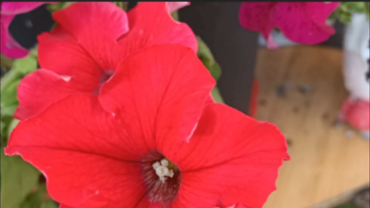 كيف نستخرج بذور ورد البتونيا الجميلة ووقت الزراعة ومكانها في الحديقة تجربتي