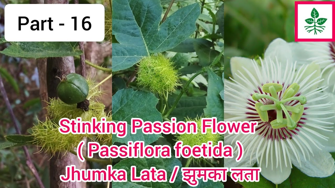 Stinking passion flower / Wild maracuja / Passiflora foetida / Jhumka lata / Running pop