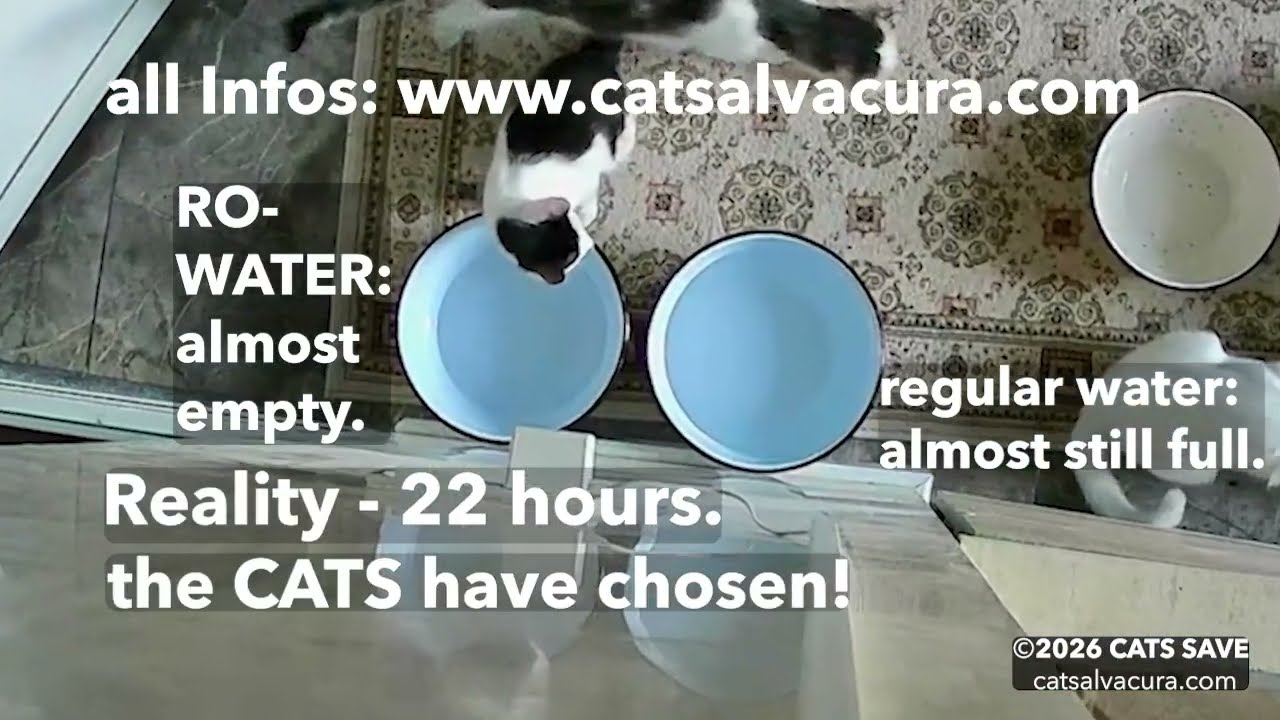 96 Cats Choose Their Water &ndash; The Result Surprised Us