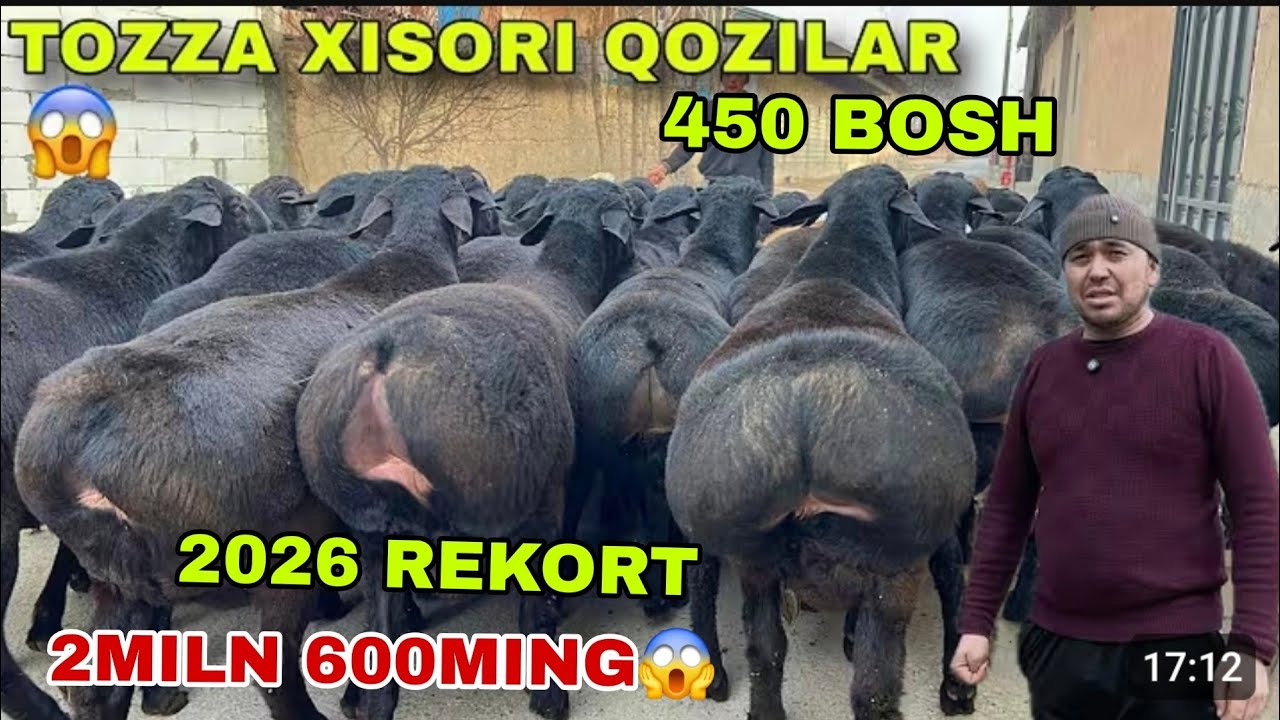 😳450 bosh 2miln 600ming xam bor 200kg daxshat katta tojik paroda qo’chqorlar keldi Marifjon qayti