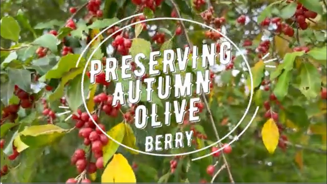 WILD EDIBLES ~ AUTUMN OLIVE