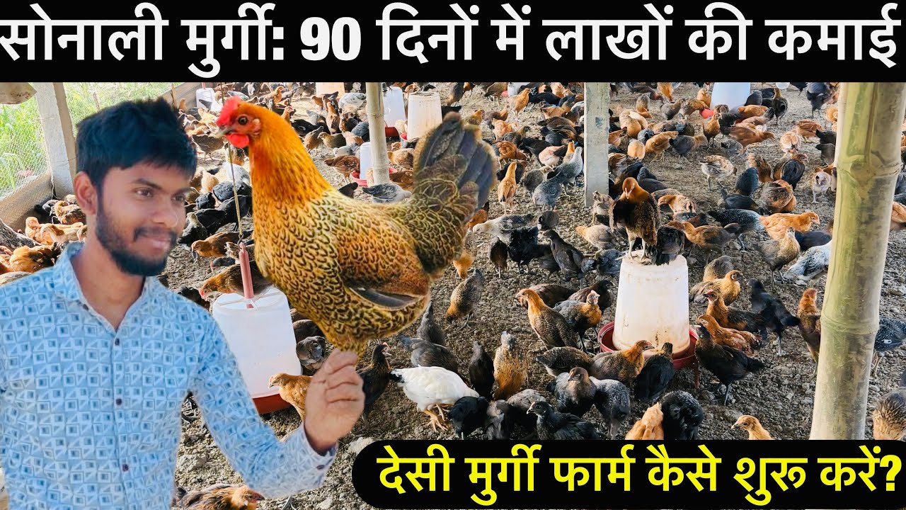 सोनाली मुर्गी 90 दिनों में लाखों की कमाई | देसी मुर्गी फार्म कैसे शुरू करें? पूरी जानकारी #desimurgi