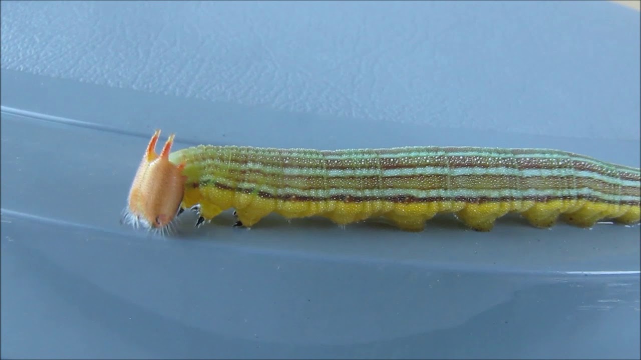 ORUGA VERDE