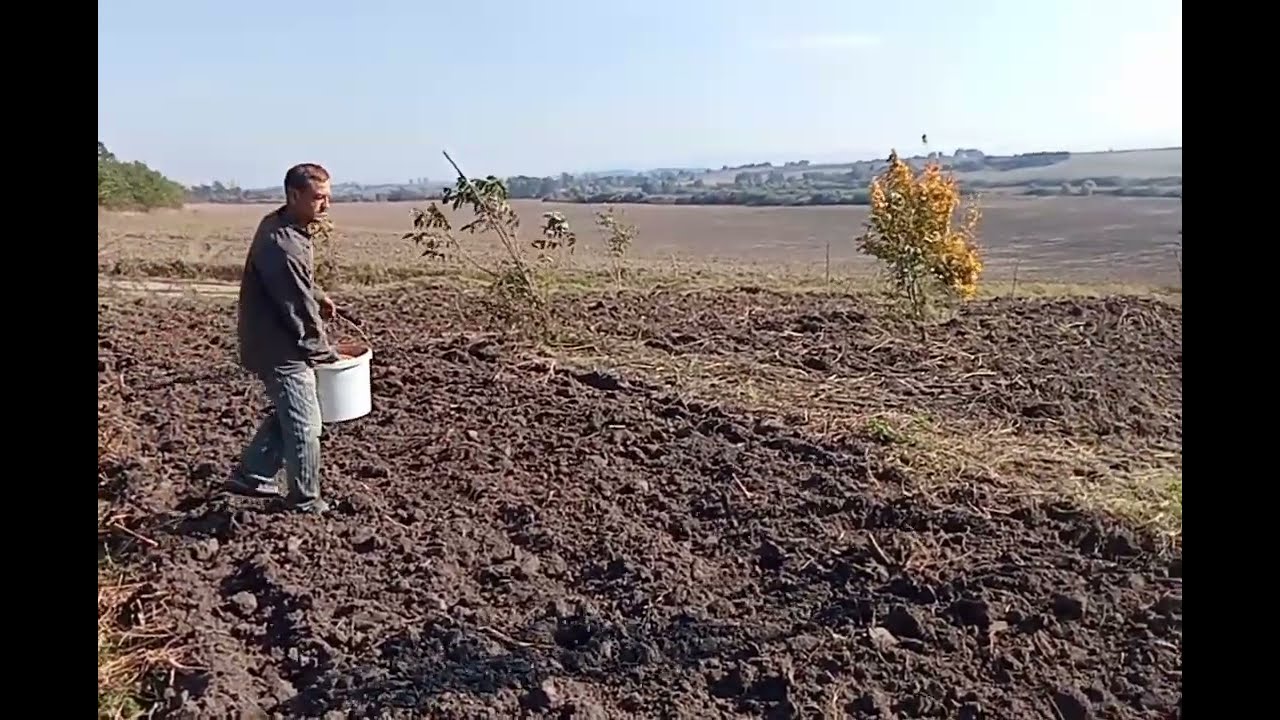 Посів пшениці вручну 2023р!