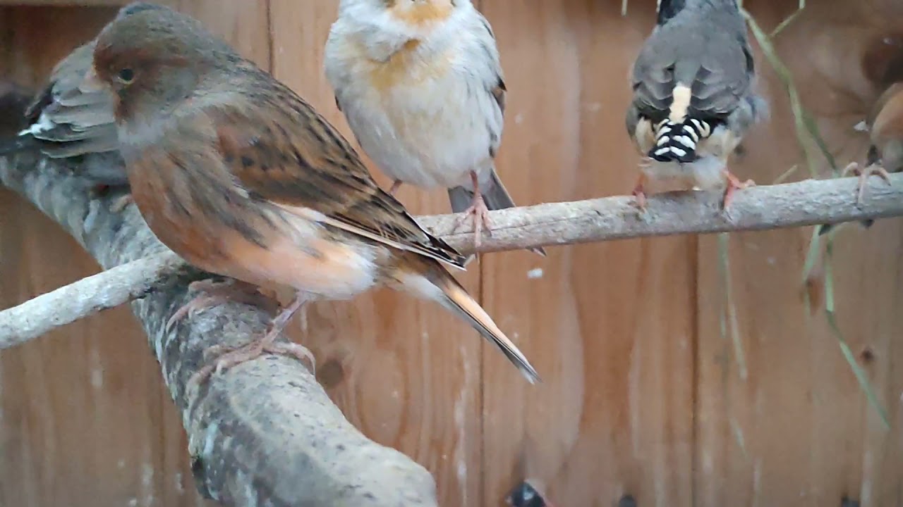 Aktualności, lęgi 2021 rozpoczęte😎, VLOG 19. 👇INFO W OPISIE👇