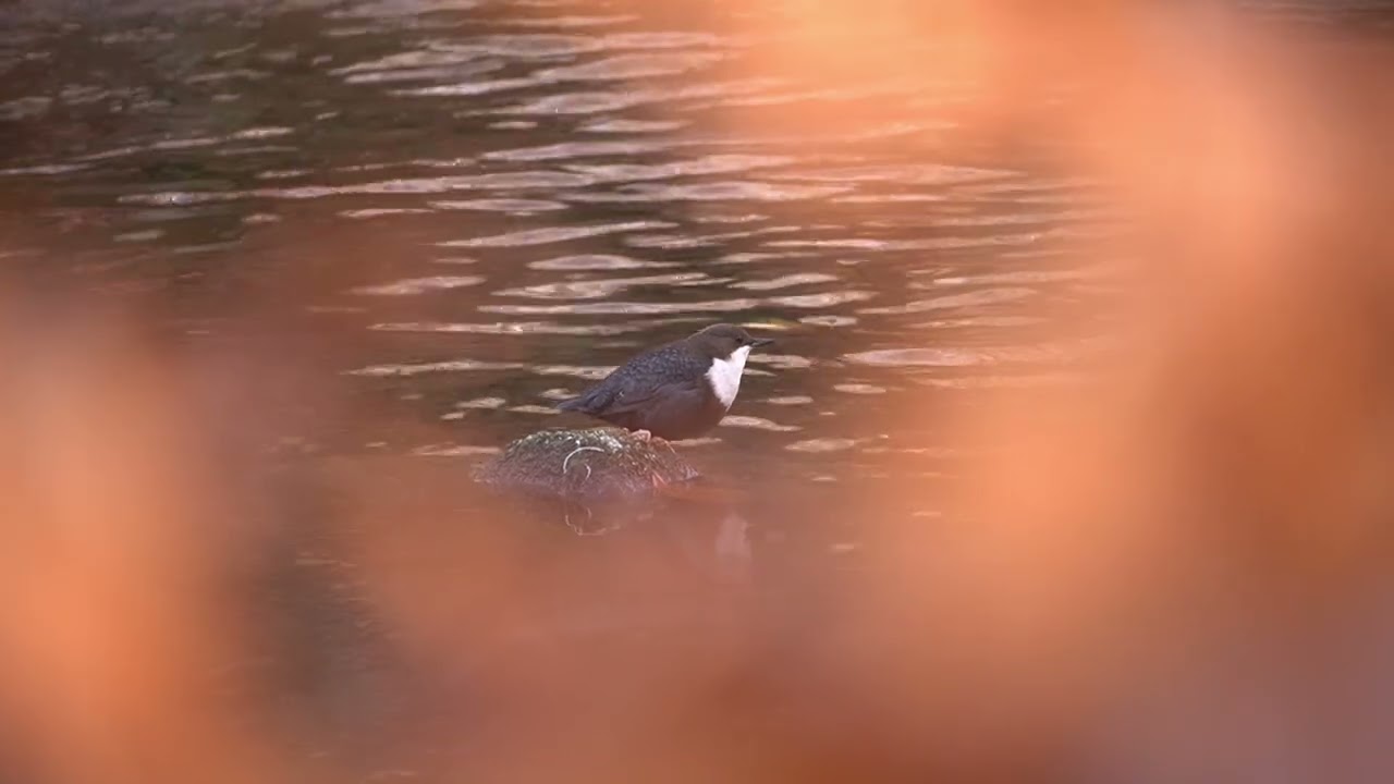 White-throated Dipper, singing/dipping/swimming