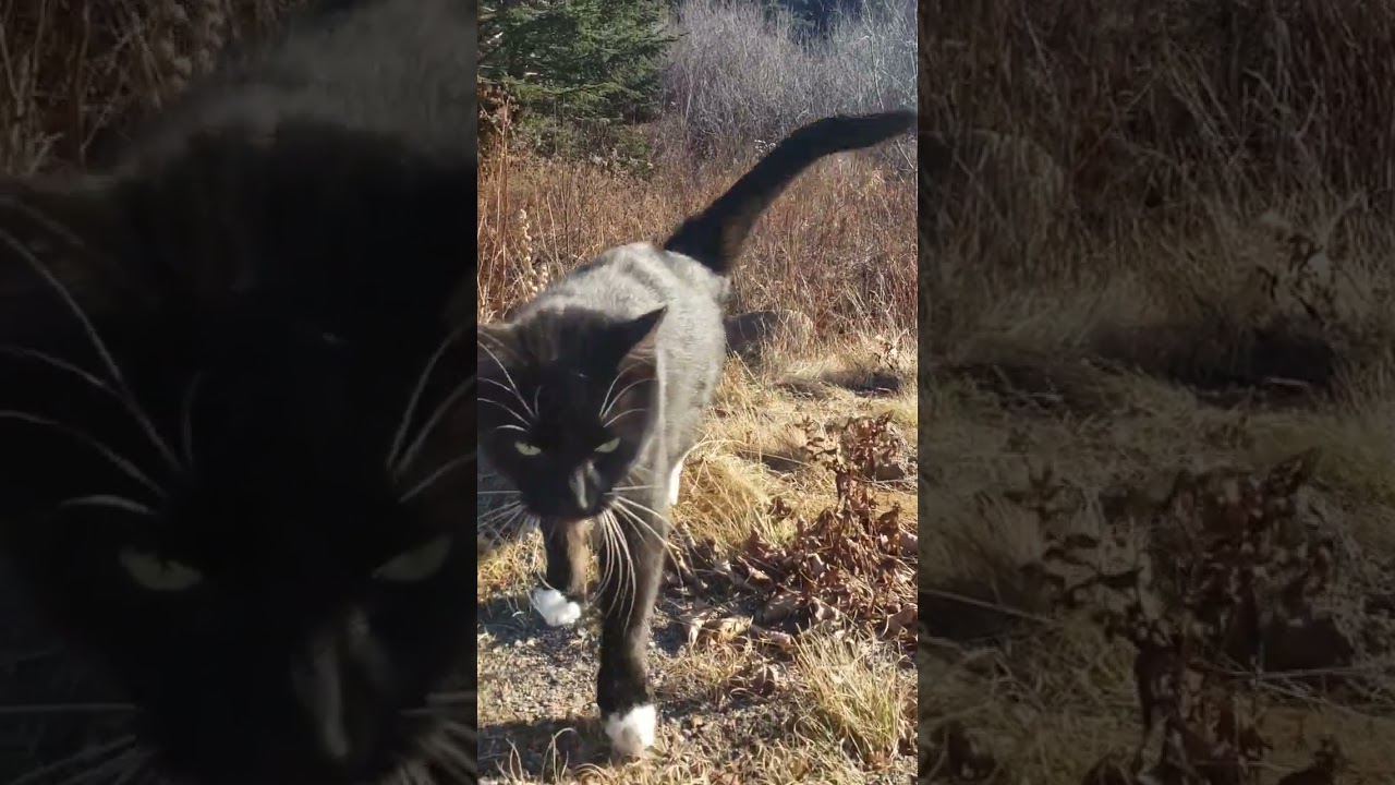 Outdoor Cat adventures... Training/trying to train Baloona! part 1
