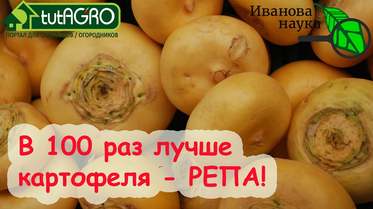 ВКУСНО ЕШЬ И НЕ ТОЛСТЕЙ! В 100 раз лучше картофеля РЕПА! Просто вырастить РЕПУ своими семенами.