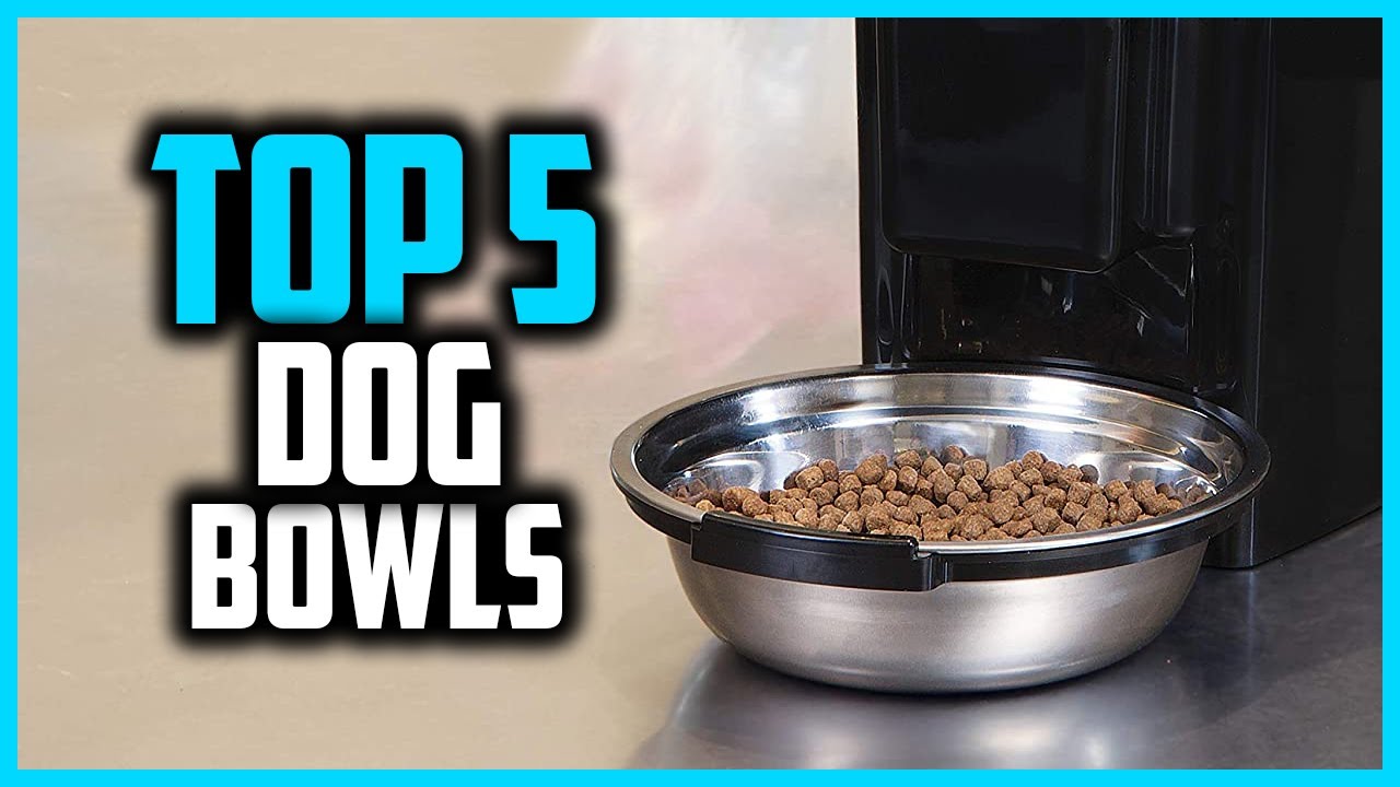 ✅Top 5 Best Dog Bowls of 2024
