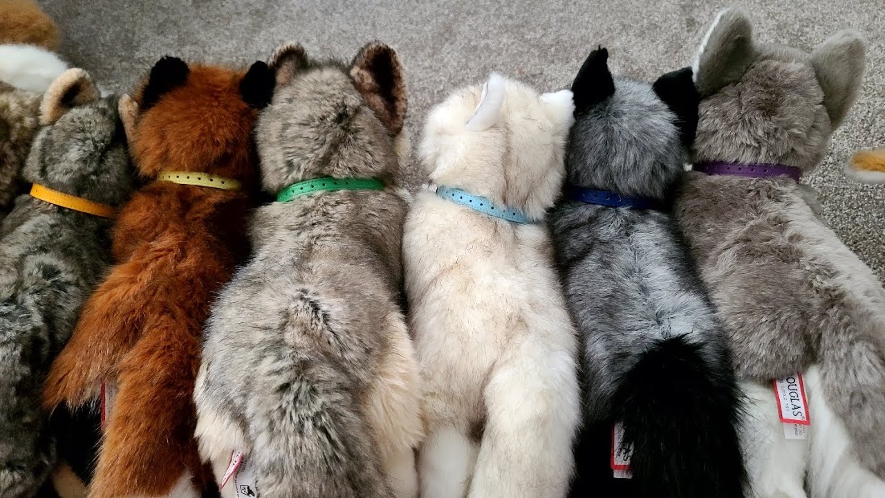 I got Collars for all of my Douglas Dogs! :O