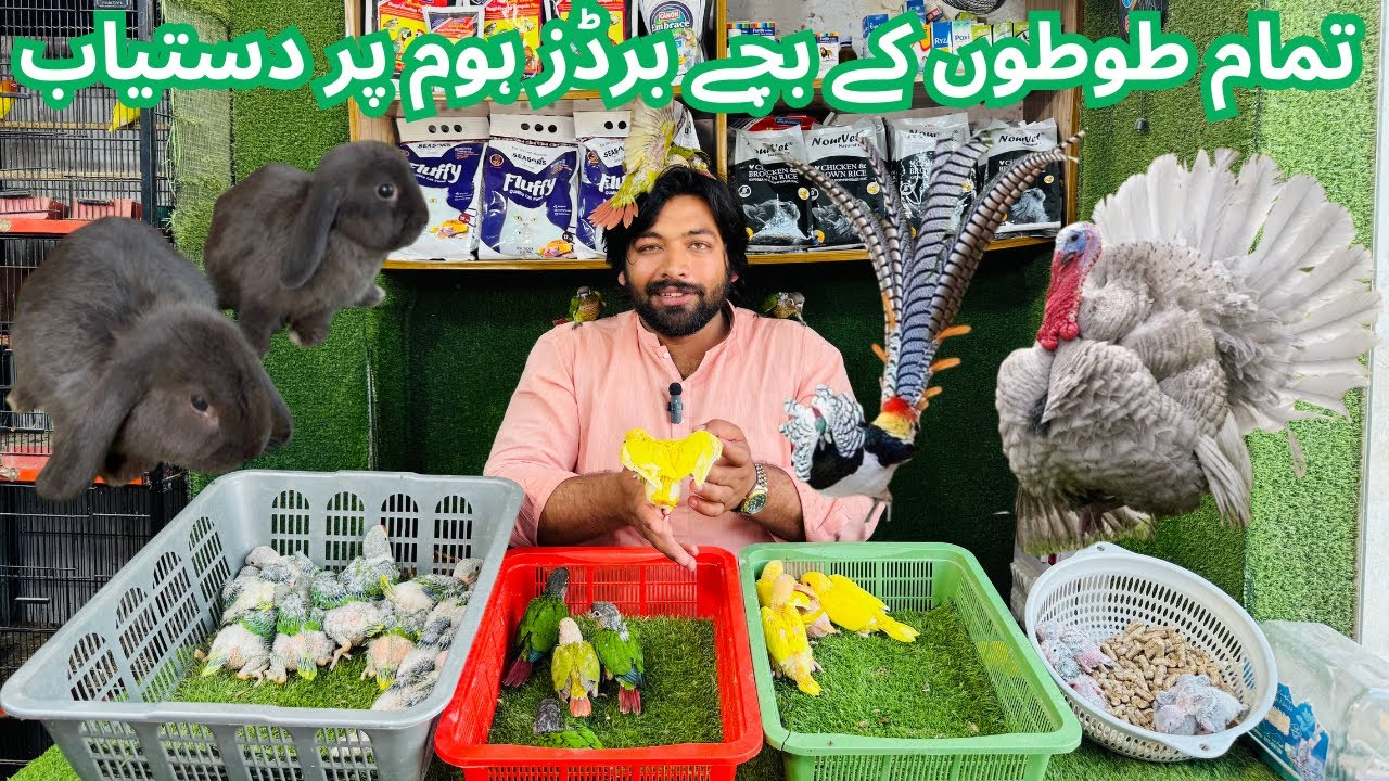 Multan Birds Market Rashadabad Birds Home Latest Update All Fancy and Imported Birds Available Here
