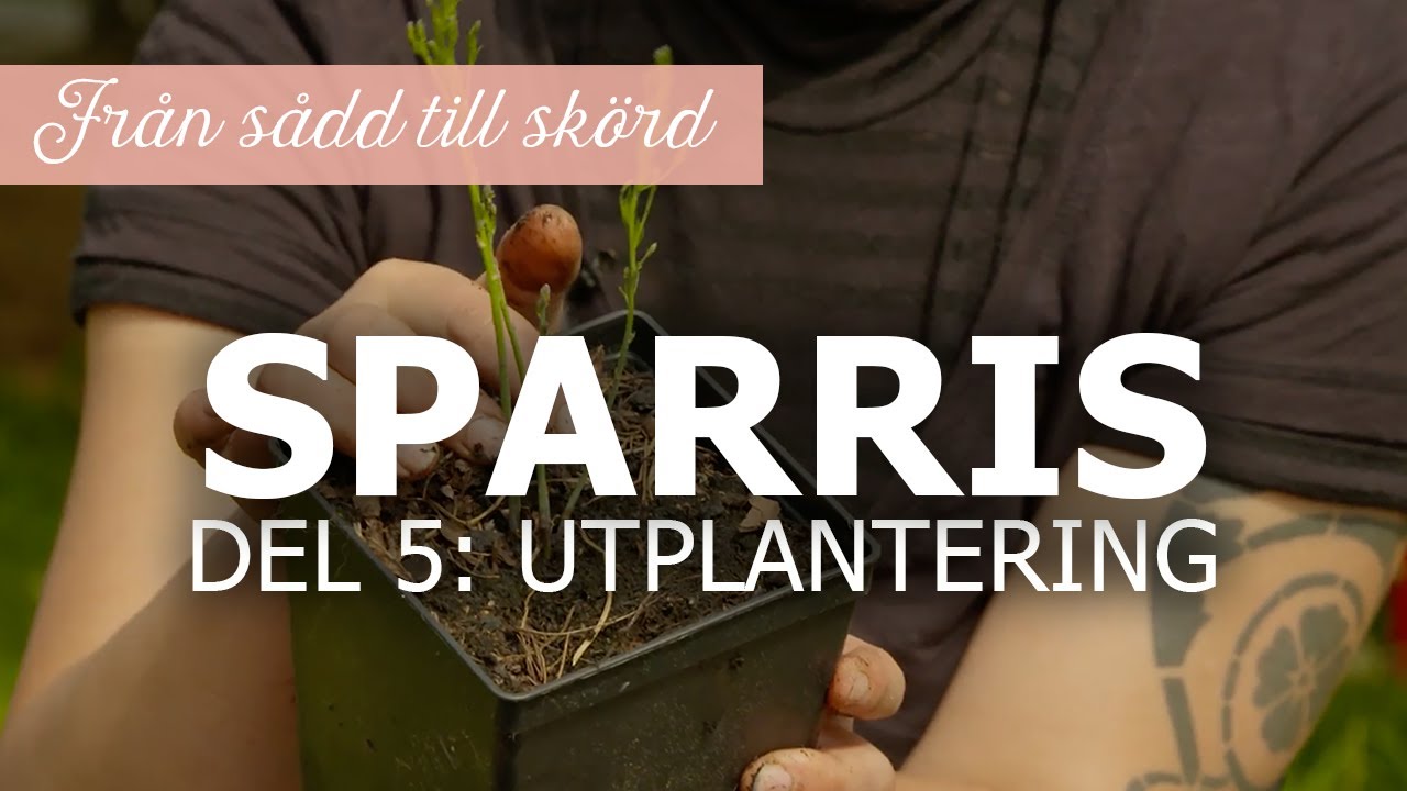 Sparris från sådd till skörd – Del 5: Utplantering