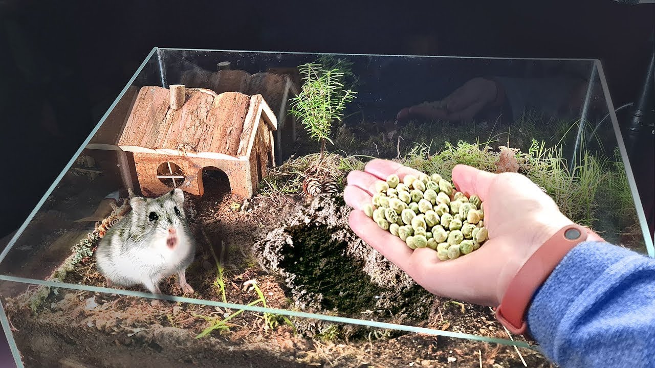 ABBIAMO PIANTATO I PISELLI NELL’HAMSTERIUM