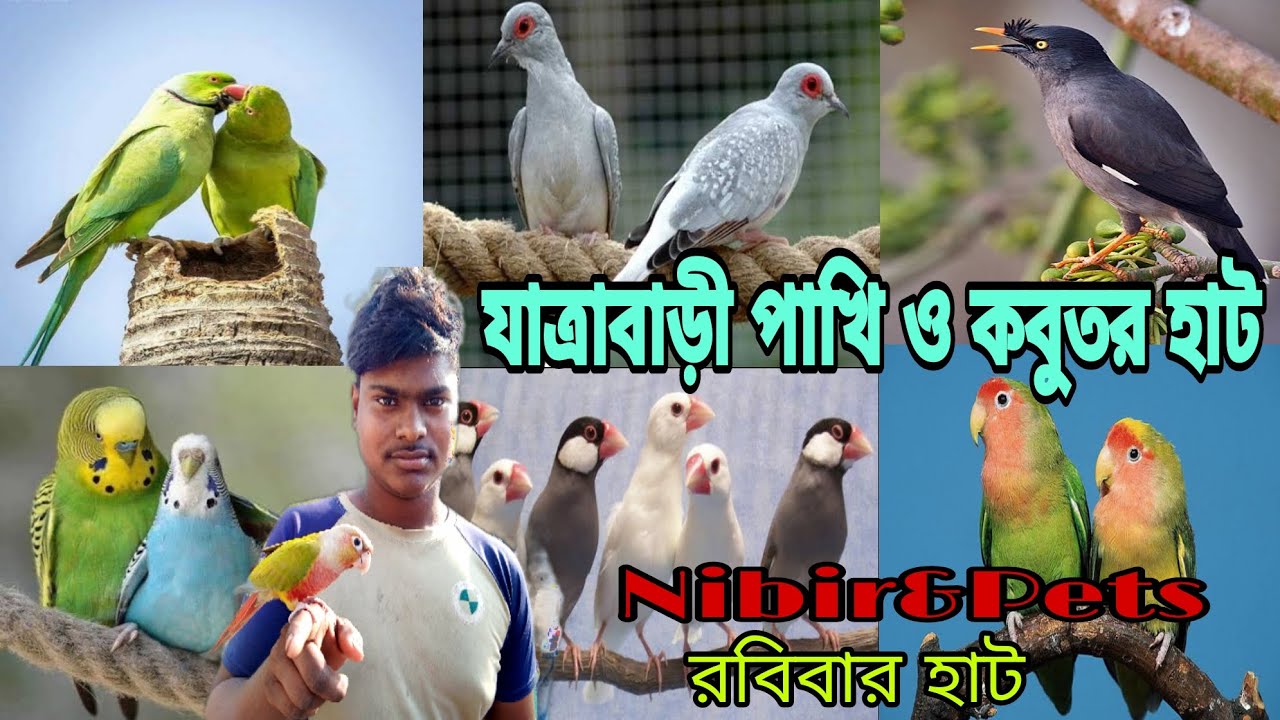 যাত্রাবাড়ি পাখি ও কবুতর হাট ২০২৫/Jatrabari phaki & kobutor hat 2025 /পাখির হাট ২০২৫