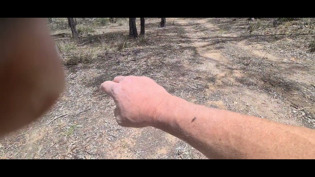 Another one hit wonder on the goldfields 