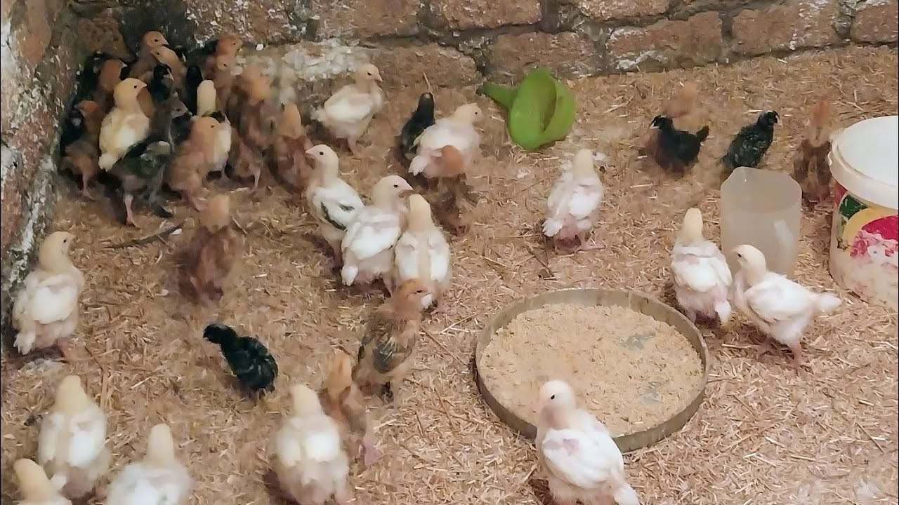 اخيرا نقلت الكتاكيت وأقوى وصفة للوقاية من اى مشاكل تتعرض ليها الفراخ 