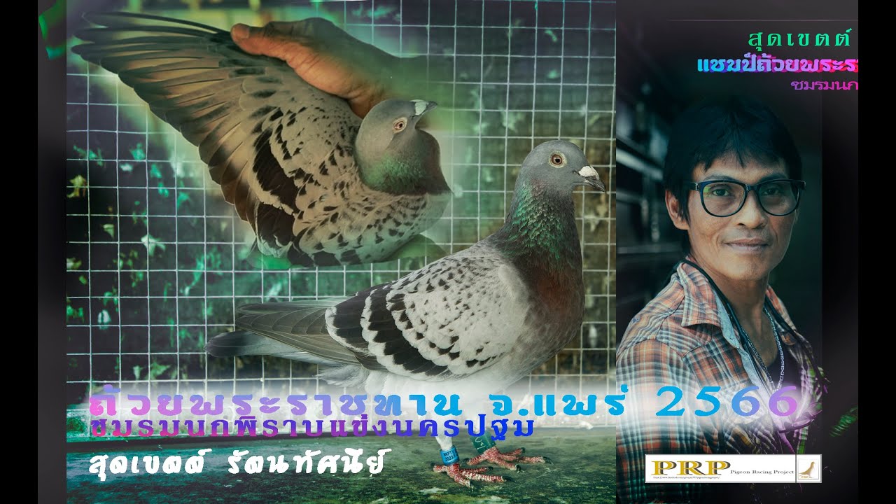 สุดเขตต์ รัตนทัศนีย์ แชมป์ถ้วยพระราชทาน จ.แพร่ ชมรมนกพิราบแข่งนครปฐม สายเหนือ2566