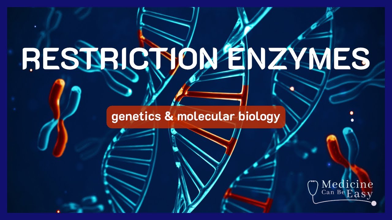 Restriction Enzymes (+ NOTES)