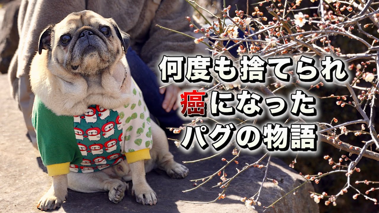 【田舎暮し5年でどうなった？】癌のグレード判定結果/ストーカー犬誕生の時と変化/PUG LIFE vlog